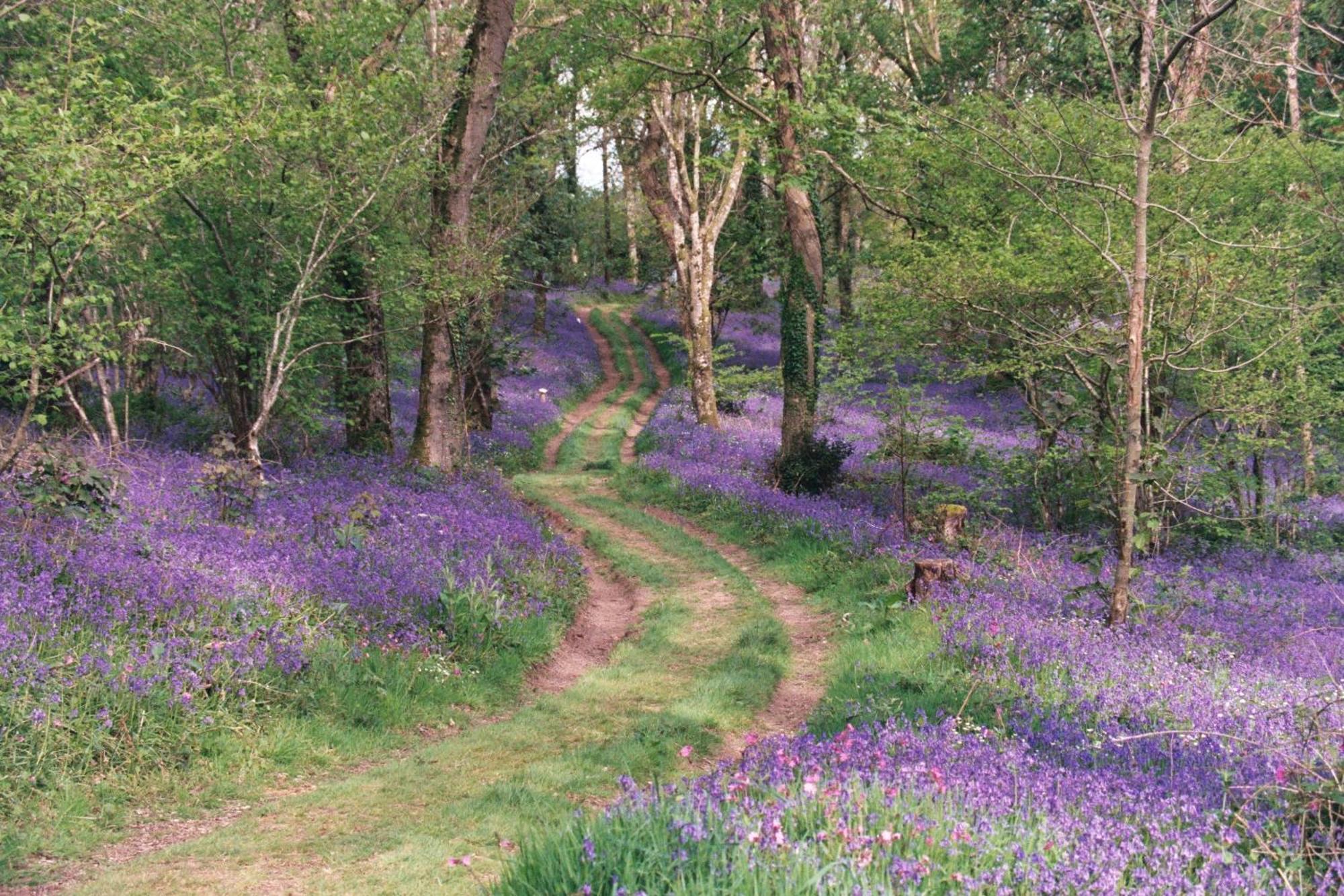 Fox & Hounds Country Hotel Chulmleigh Esterno foto